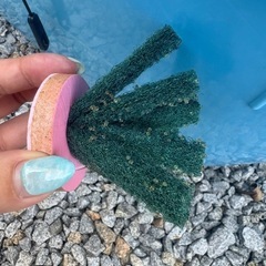 深海メダカ卵の画像