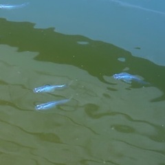 深海メダカ卵の画像