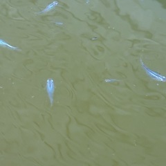 深海メダカ卵の画像