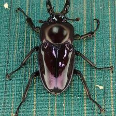 ニジイロクワガタ 紫紺 小さめ オス 単品 ⑦の画像