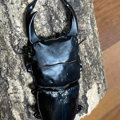【取り引き中】国産オオクワガタ【能勢SR血統】 ②の画像