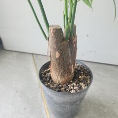 パキラの画像