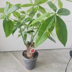 パキラの画像