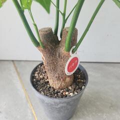 パキラの画像