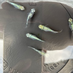 緑光鋼メダカの画像