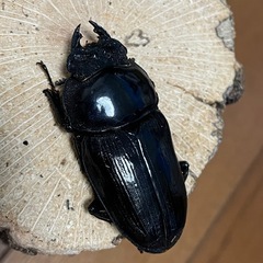 国産オオクワガタ【能勢SR血統】 ③の画像