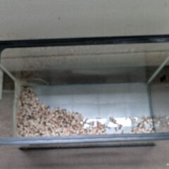 60ｃｍ水槽＋床砂つきの画像