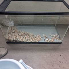 60ｃｍ水槽＋床砂つきの画像