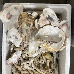 各種ろ材一箱まとめて、5枚目画像はサービスします。の画像