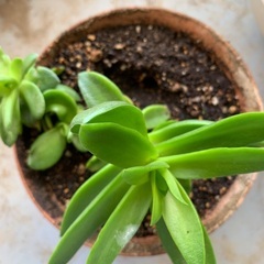 多肉植物の画像