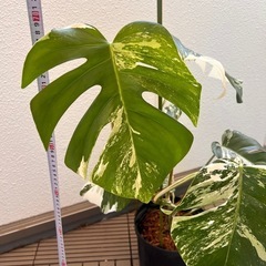 モンステラ　斑入り