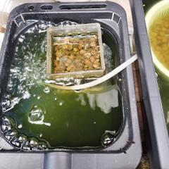 メダカ稚魚20匹の画像