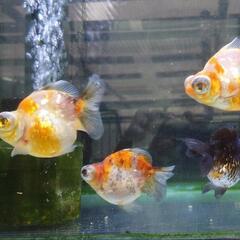 金魚  出目ダルマショートテール 4匹  きんぎょ メダカ 水槽 水草 ビオトープの画像
