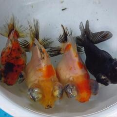 金魚  出目ダルマショートテール 4匹  きんぎょ メダカ 水槽 水草 ビオトープの画像
