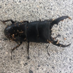 ノコギリ、ヒラタの画像