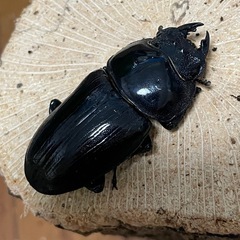 国産オオクワガタ【能勢SR血統】 ④の画像