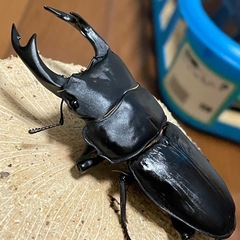 国産オオクワガタ【能勢SR血統】 ④の画像