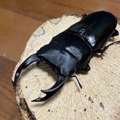 国産オオクワガタ【能勢SR血統】 ④の画像