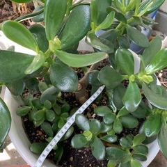 多肉植物の画像