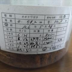 奈良輪川西オオクワガタ 新成虫 ♂単品①の画像