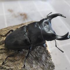 奈良輪川西オオクワガタ 新成虫 ♂単品①の画像