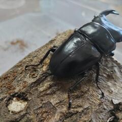 奈良輪川西オオクワガタ 新成虫 ♂単品①の画像