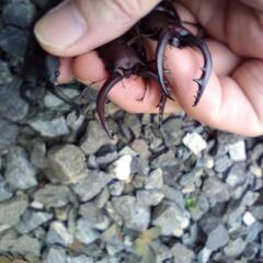 クワガタの画像