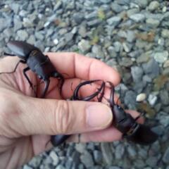 クワガタの画像