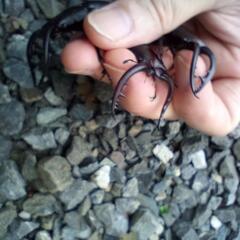 クワガタの画像