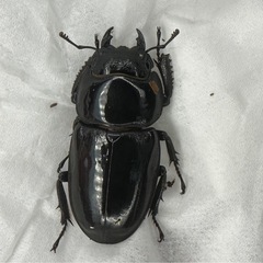 イキヒラタクワガタ　ペアの画像