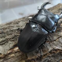 奈良輪川西オオクワガタ 新成虫 ♂単品②の画像