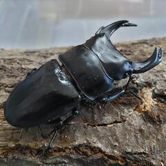 奈良輪川西オオクワガタ 新成虫 ♂単品②の画像