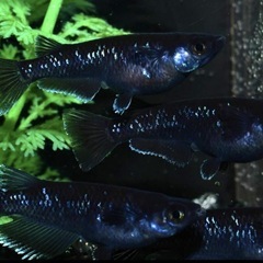 高級メダカ 針子以上〜稚魚　ランダム20匹+aの画像