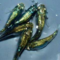 高級メダカ 針子以上〜稚魚　ランダム20匹+aの画像