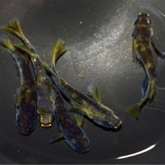 高級メダカ 針子以上〜稚魚　ランダム20匹+aの画像