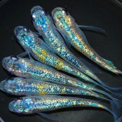 高級メダカ 針子以上〜稚魚　ランダム20匹+aの画像
