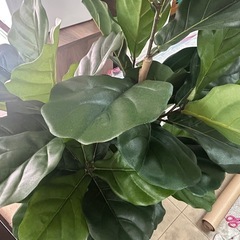 フェイクグリーン　カシワバゴムノキ　観葉植物　最終値下げ‼️の画像