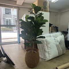 フェイクグリーン　カシワバゴムノキ　観葉植物　最終値下げ‼️の画像