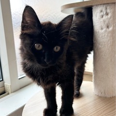 🐈‍⬛ふわふわで❣️撫でられるのが大好きなジェリーちゃん🐈‍⬛