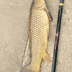 鯉釣りメンバー