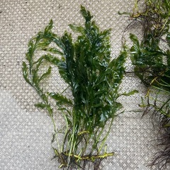 水草　ボルビティスヒュディロティの画像