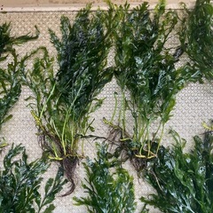 水草　ボルビティスヒュディロティの画像