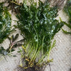 水草　ボルビティスヒュディロティの画像