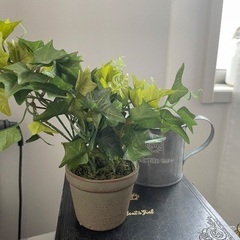 インテリア雑貨　ジョウロ　ヴィンテージ風　置物の画像