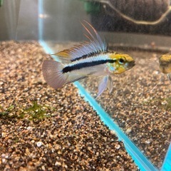 Ap.トリファスキアータ（ブリード）の稚魚5匹_____20250714の画像