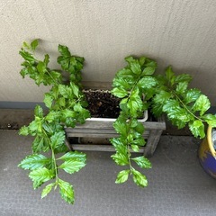非対面受渡　カラディウム鉢植え