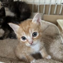 【一時停止】生後1ヶ月くらいの茶白の男の子