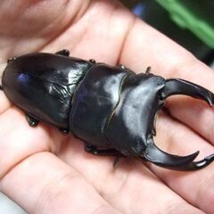 大型血統！能勢産オオクワガタ ♂72.8ミリ ♀47.5ミリ ペアの画像