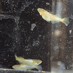 値下げ★メダカ★橙の画像