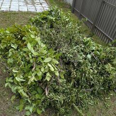 木材、剪定枝、薪の画像